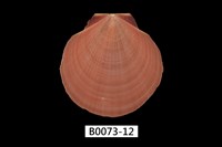 藏品(日月蛤)的圖片